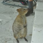 Photo - Quokka - Rottnest Island - 2003