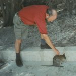 Photo - Quokka - Rottnest Island - 2003